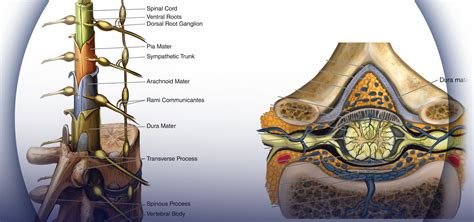 Spinal Cord Labeled Dura Mater