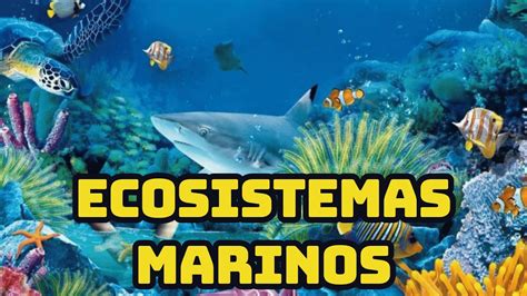 Ecosistema Marino: Flora y Fauna Misteriosa y Fascinante - YouTube