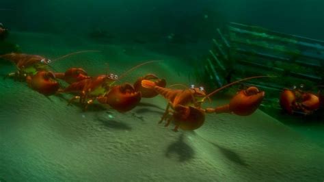 Maine lobsters in Sydney Harbor - Finding Nemo | Movies | Pinterest