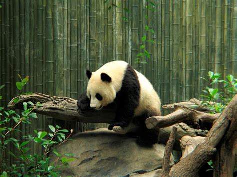 Download Zoo Cute Animal Panda HD Wallpaper