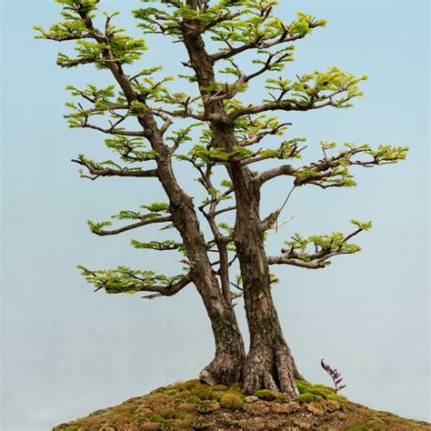 Redwood Bonsai Care + How to Bonsai | Bonsai Resource Center