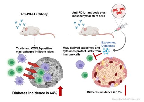 Stem cell therapy protects against the side effects of cancer drugs