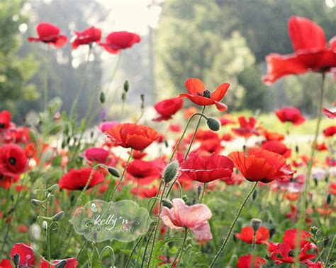 Poppy Photography Nature Photography, Poppy Flower Photo, Poppy Field ...