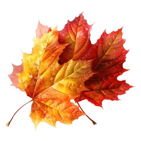 Red Maple Leaf Autumn Plant Transparent, Red Maple Leaf, Fall, Plant ...