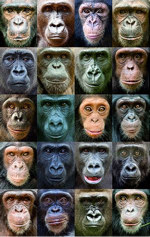 DNA study reveals clues to human, ape evolution | Newsroom | Washington University in St. Louis