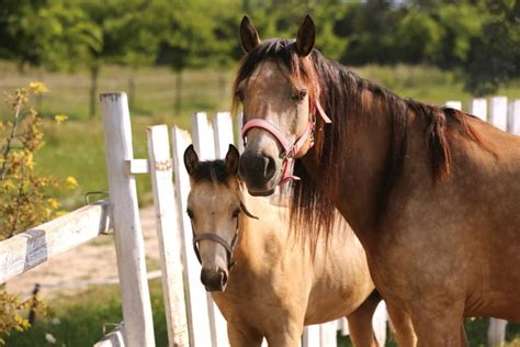 Morgan Horse: Characteristics, Colors, And Temperament