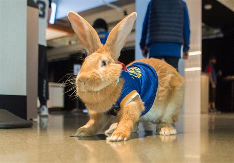 Warriors: Therapy bunny Alex returns to Bay Area sports