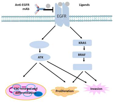 EGFR (Epidermal Growth Factor Receptor) Antibodies and Antigens ...