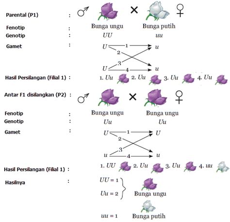 Hukum Pewarisan Sifat De Biology 18720 | The Best Porn Website