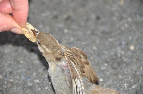 Feeding The Sparrows Stock Photography - Image: 27009772