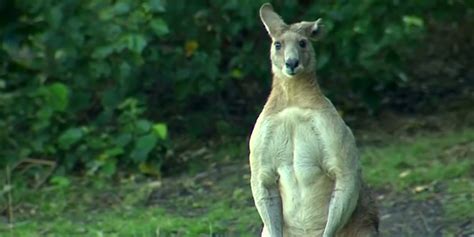 Really Buff Kangaroo Moves Into Brisbane Suburb, Flaunts Bulging Muscles | HuffPost