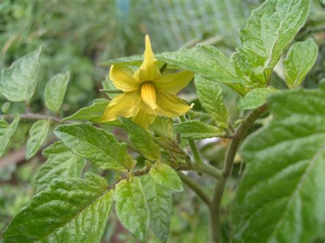 Solanum lycopersicum - Tomatenplant, tomaat - De Tuinen van Appeltern