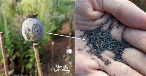 How to Grow Poppies from Seed (+ how to save seeds!) - Unruly Gardening