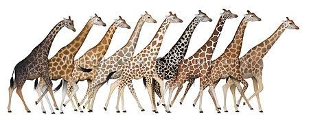 Giraffe Subspecies II | Giraffe species, Giraffe, Giraffe facts