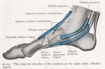 Posterior Tibial Tendon Repair Cpt Code | diary of the witch