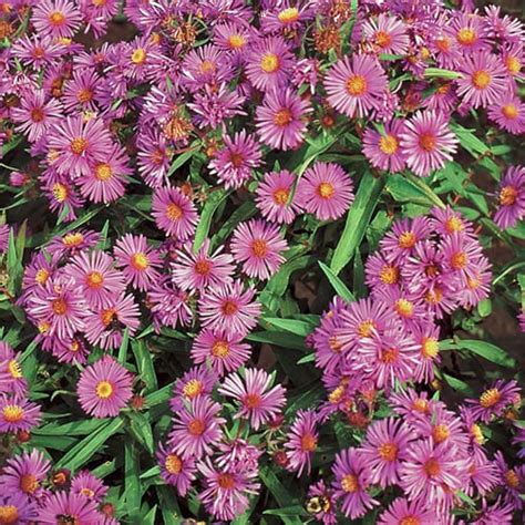 New England Aster Seeds | Planet Natural