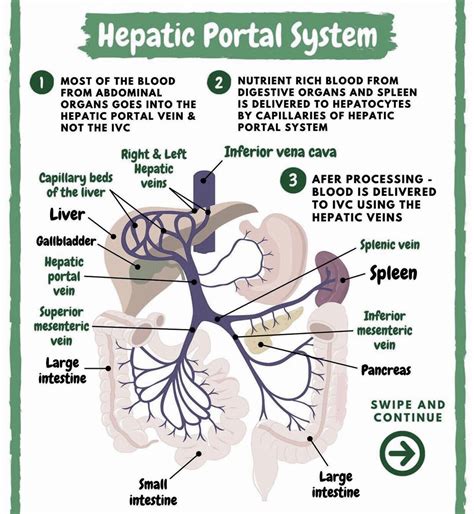 Hepatic portal system - MEDizzy