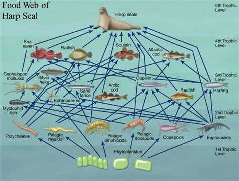 Harp Seal Food Chain