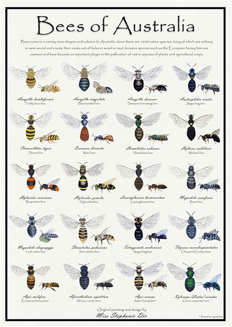 Bees of Australia identification poster Educational species | Etsy