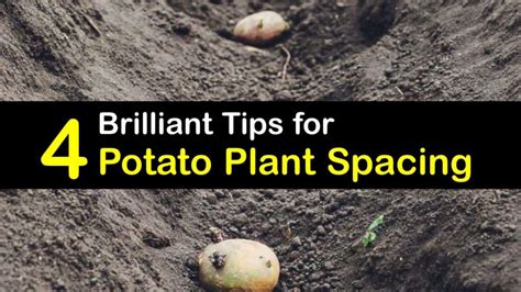 21+ Spacing For Potato Plants | GracyGurekam