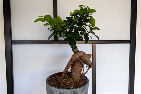 How to take care of a Ficus Ginseng Bonsai Tree (2023)