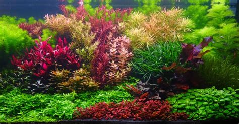 17 Beautiful Red Aquarium Plants for Every Home Tank