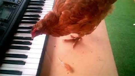 Chicken Plays Birthday Song on Keyboard || ViralHog - YouTube