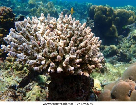 Acropora Coral Types Under Sea Mu Stock Photo 1931290760 | Shutterstock