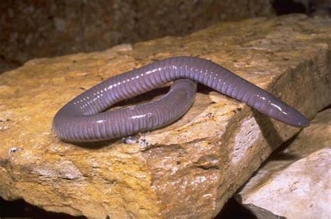 Caeciliidae - Common Caecilians | Wildlife Journal Junior