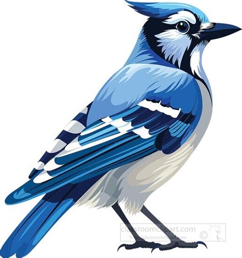 Animal Clipart-blue jay songbird with blue plumage