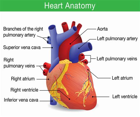 Cardiac Anatomy Heart Anatomy | Images and Photos finder