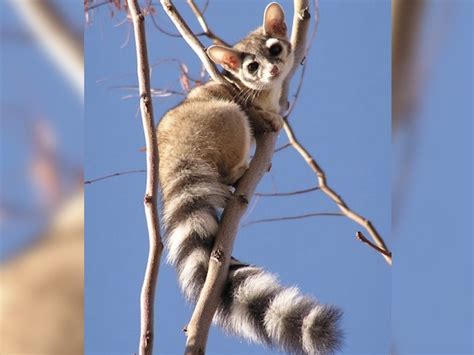 Ringtail Cats: Photos of the 'Cutest Animal in North America' | Live ...