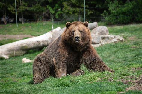 Columbus Zoo on Twitter: "Zoofari, presented by @FifthThird, will take place on June 18. $125 ...