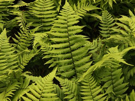 Dryopteris wallichiana (Wood Fern)