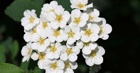 Learn how to Develop and Take care of Birchleaf Spirea Shrubs - Home Garden Trends