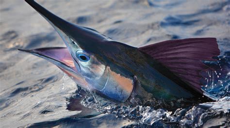 Eye Stopping: Fishing for White Marlin in the Mid-Atlantic - Anglers Journal - A Fishing Life