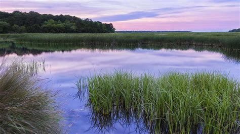 Soggy coastal soils? Here’s why ecologists love them