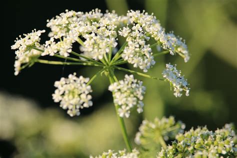 How to Tell the Difference Between Poison Hemlock and Queen Anne's Lace — Raven's Roots