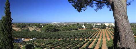 Algarve food and drink - The Intermediate Region - Algarve Travel Guide, Portugal