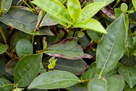 Pest and diseases in a Tea Plantation - What is a Tea plantation?