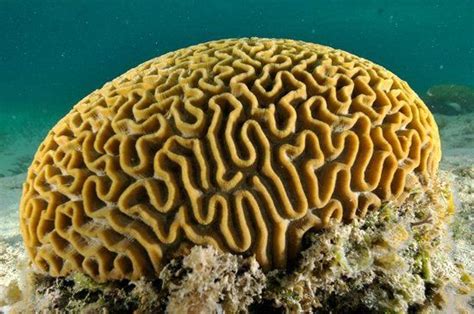 Image result for brain coral Arte Coral, Coral Art, Coral Reef Photography, Underwater ...