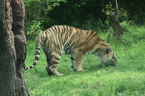 Malayan Tiger Eating Grass | The Malayan Tiger (Panthera tig… | Flickr