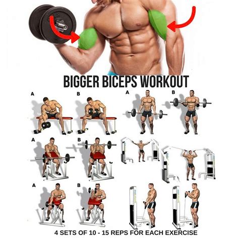 Step by Step Complete Workout Tip and Guide Demographics | Big biceps workout, Biceps training ...