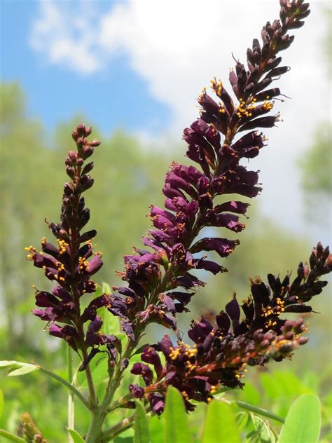 Amorpha fruticosa (Bastard Indigo, False Indigo, Indigo Bush, Indigo Bush Amorpha) | North ...