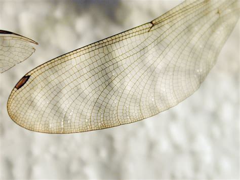 Image*After : photos : wing vein transparant white black dragonfly insect texture macro