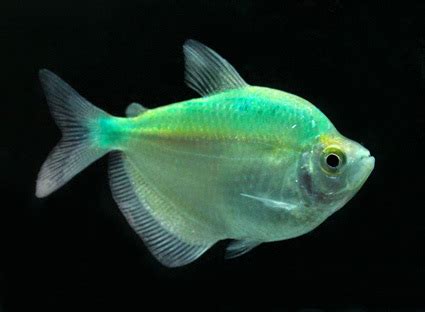 Freshwater Tropical Fish Tetras at Best Price in Bangkok, Bangkok ...