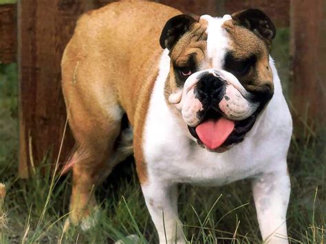 Bulldog | Fun Animals Wiki, Videos, Pictures, Stories