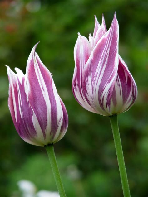 Planting Fall Bulbs — Bob's Market and Greenhouses