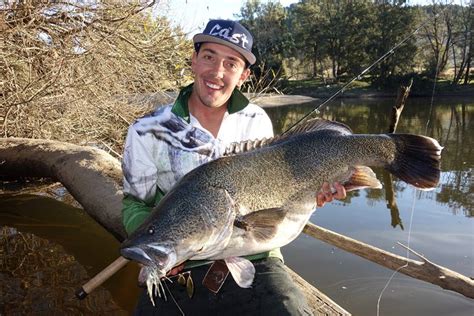 Murray cod season opens 1 December: - Fishing World Australia