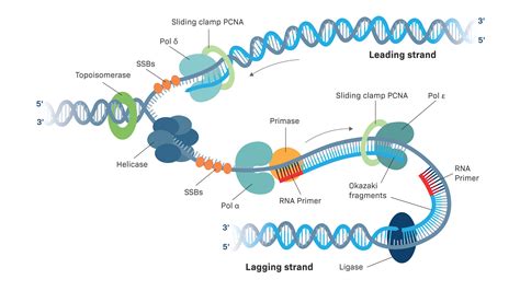 Describe the Use of Restriction Enzymes in Genetic Engineering